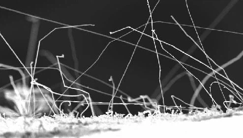 Zinc Whisker 1